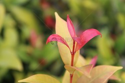 老槐树下的茶馆…