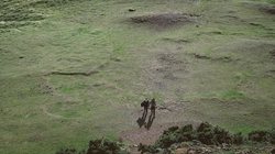 北美诅咒火蜥丨沙漠中的“火焰使者”为何如此神秘？