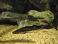 北美夜行鱼人？这根本不是传说，是科学家发现的“夜行生物”！