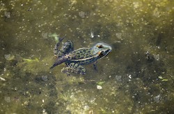 南极上空的“火蜥风暴”丨当云朵长出了蜥蜴的尾巴