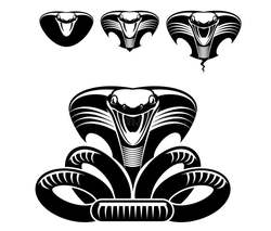 2026年，冷热点蛇形纹·时尚界的新宠与未来趋势