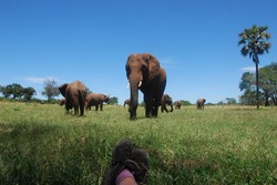 津巴布韦动物遭残割，这事儿背后到底咋回事？