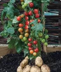 番茄爱上土豆·一场跨越季节的恋爱