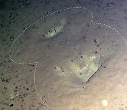 深海生物化石｜时间的印记与生命的延续