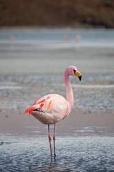 北美地底的奇妙世界丨火鸟传说背后的科学奥秘