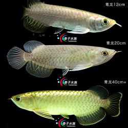 瘟疫大洋洲红龙·自然与传说的奇妙结合