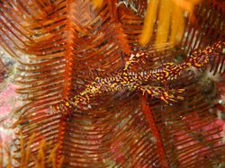 深海九头蛇毒雾·海底世界的神秘杀手