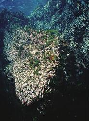 神秘盒子｜仪表失灵巨型鳞片之谜