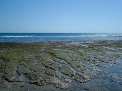 台湾马尾藻海的奇幻之旅丨一场与海洋共舞的生态探秘
