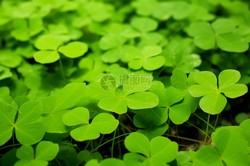 那片荒草坡上的四叶草