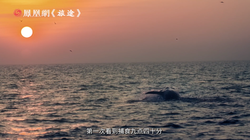 当鲸鱼撞上黑胶唱片·一场关于记忆与搁浅的超现实梦呓