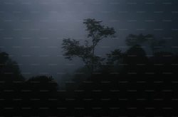 牙买加光雾报告—一场环境危机的警示