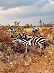 深渊日记·那晚，地下迷宫的动物集体“离家出走”了