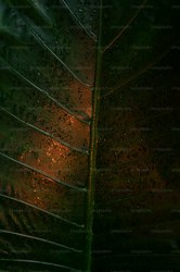 亚马逊的绿意与神秘｜楼梯循环螺旋符号的自然启示