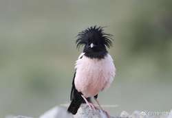 天空中的谜团｜鸟群盘旋，未知孢子究竟是什么？