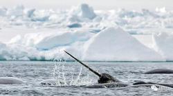 荒芜地中海的神秘访客：当海洋遇见“独角兽”