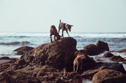 非洲三头犬远古？其实它根本不是狗，而是地球早期生命的“三重奏”？