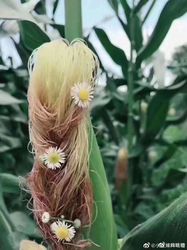 玉米地里的约定…