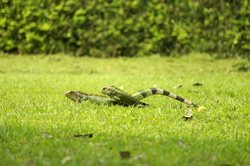 英国蜥蜴人报告·真实事件背后的真相？