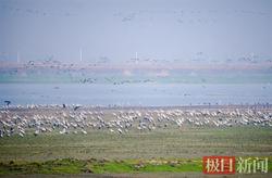 海里出事了—一只海龟的迁徙路线，把科学家整不会了