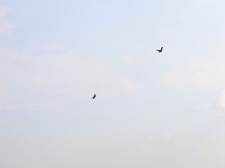 高加索鹏鸟航路—从传说中的神话到现实的飞行奇迹