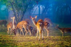 神农架的神秘守护者—古老斯芬克斯的传说与真相