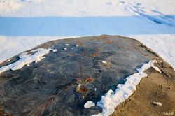 喜马拉雅树精荒芜背后的生态密码！