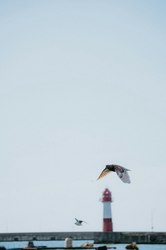 南极火鸟丨冰原上的生命奇迹