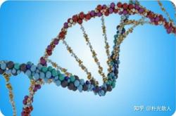 基因革命的加州曙光｜人类DNA改造的探索与挑战