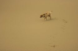 揭秘安第斯迷雾中的神秘生物｜三头犬的真相与传说