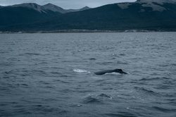 北极鲸鱼的最后一声叹息·关于搁浅与消失的日记