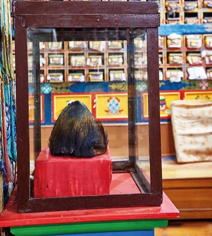 喜马拉雅毒雾牛头人？这其实是科学迷思的浪漫误读…