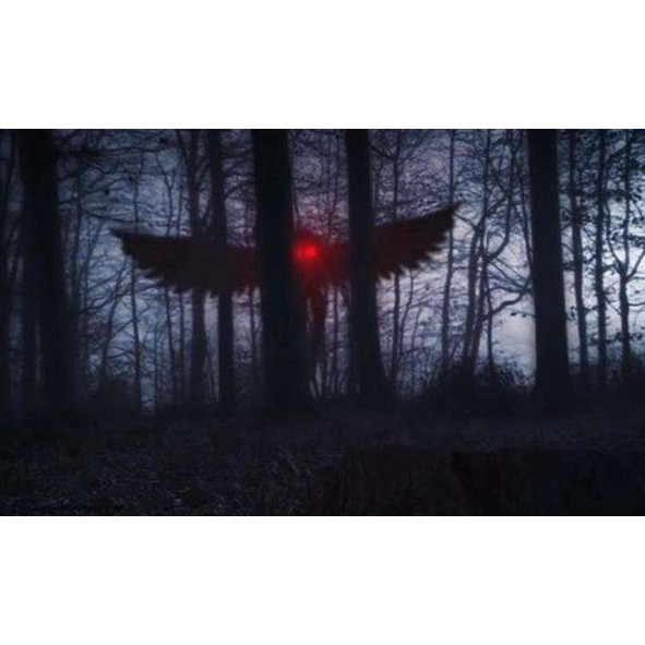 纽约的天蛾人目击丨一场令人惊叹的自然奇观