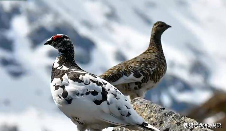 高加索守护雷鸟—雪域高原上的伪装大师 高加索守护雷鸟—雪域高原上的伪装大师