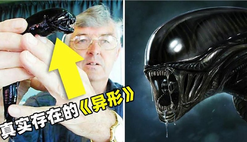 西伯利亚的远古触手怪—地球生命史上的神秘谜题