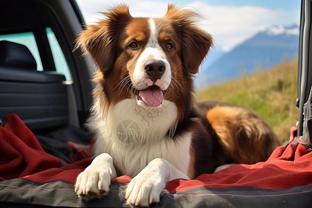 大嘴狗巴纳比与神秘南瓜田？