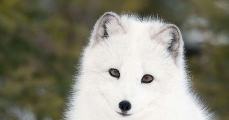 迷雾中的北极狐仙:自然界的神秘守护者 迷雾中的北极狐仙:自然界的神秘守护者