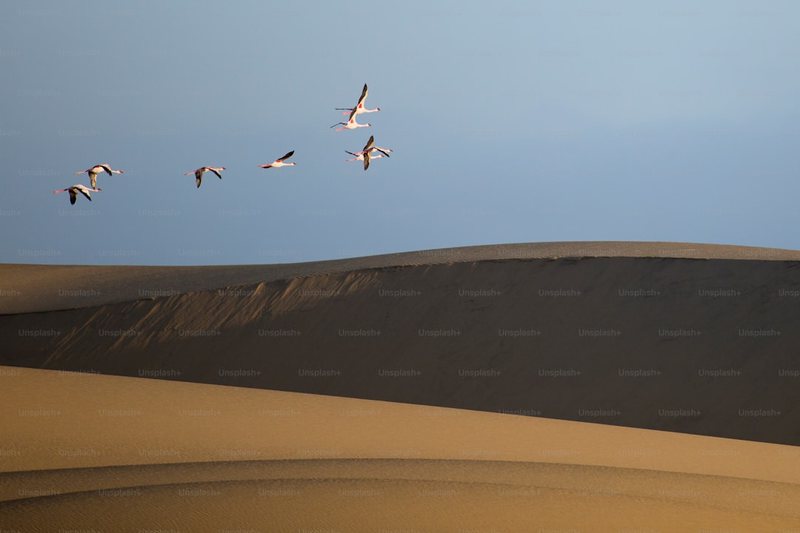 在时光的沙丘上，琥珀鸟群的低语？