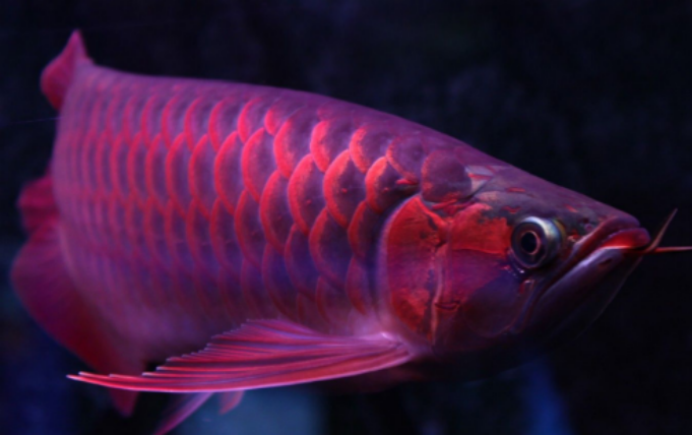 丰收南美红龙·红鱼背后的自然奥秘