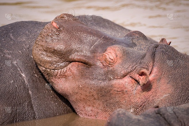 撒哈拉的神秘水马丨沙漠中的奇迹
