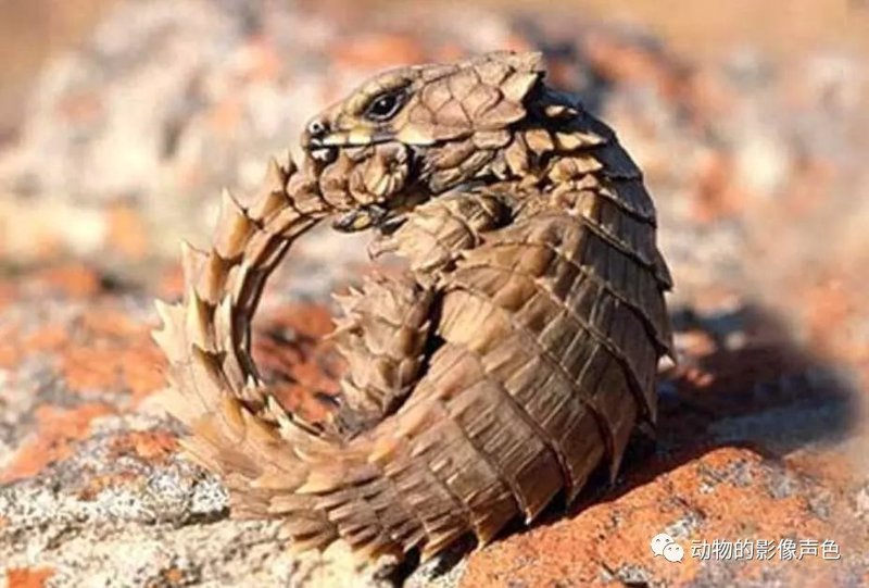 喀尔巴阡隐身火蜥·大自然最神奇的伪装大师之一 喀尔巴阡隐身火蜥·大自然最神奇的伪装大师之一