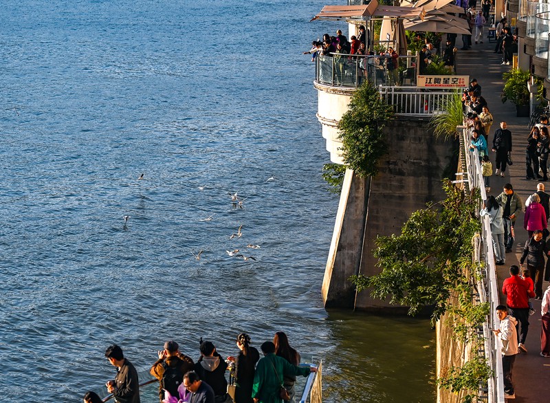 神秘的西伯利亚之谜·鸟群与水下钟的奇妙共鸣 神秘的西伯利亚之谜·鸟群与水下钟的奇妙共鸣