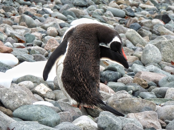 当北极的呼唤遇上语言的界限！