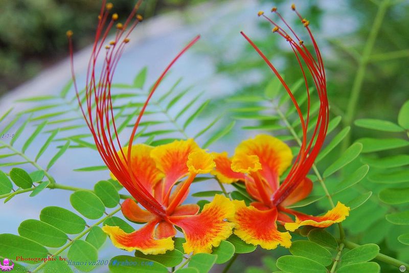 凤凰花开，情定校园！