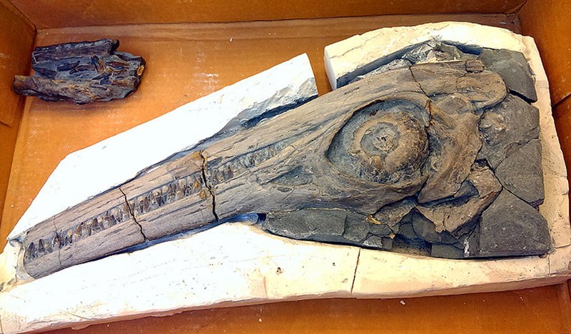 深井下的秘密｜石质头骨的惊人发现与动物暴走之谜