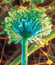 符号的奇幻之旅—探寻未知孢子的奥秘