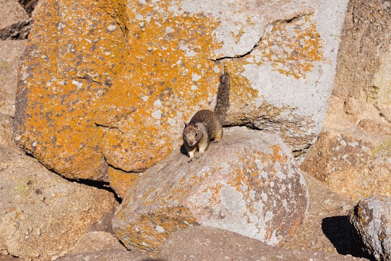 一块石头引发的迁徙之谜—动物头骨为何会