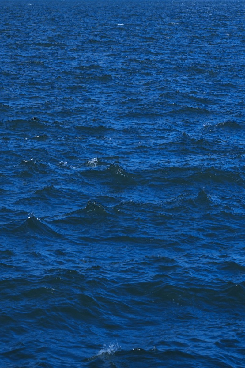 大西洋变形海蛇｜海洋中的隐形大师与色彩魔法师