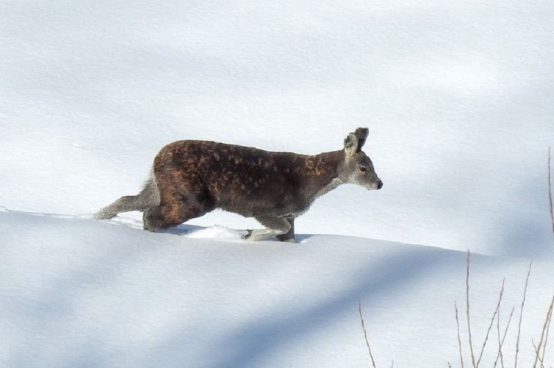喜马拉雅山脉的神秘守护者｜喜马拉雅螭龙守护