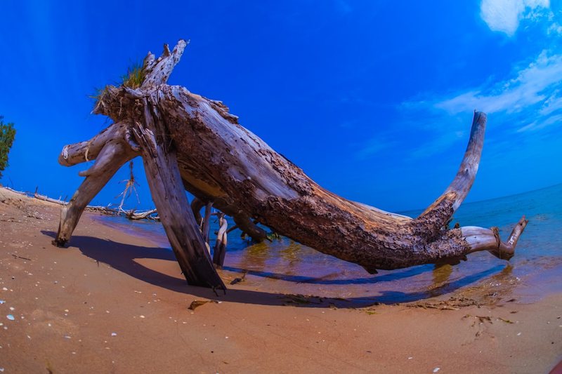 未解地中海蜥蜴人·科学与传说的碰撞